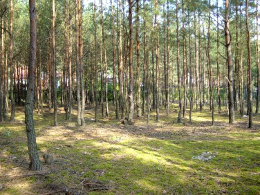 Działka leśna Sulejówek