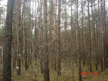 Działka leśna Pawłowo