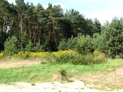 Działka inna Marianów