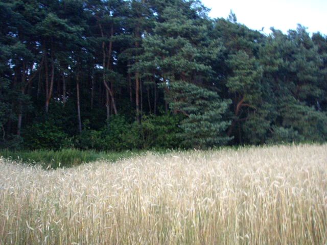 Działka Będzitowo